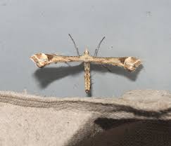 Attēlu rezultāti vaicājumam “Platyptilia gonodactyla imago”