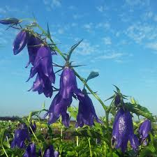 Image result for Glockenblumen