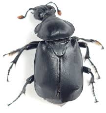 Attēlu rezultāti vaicājumam “Silphidae”