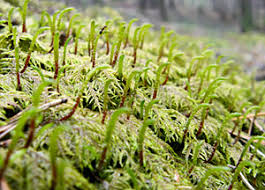 Attēlu rezultāti vaicājumam “Serpoleskea subtilis”