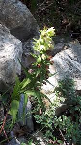 Attēlu rezultāti vaicājumam “Epipactis”