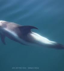 Image result for Lagenorhynchus albirostris