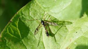 Attēlu rezultāti vaicājumam “Ptychoptera sp.”