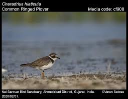 Attēlu rezultāti vaicājumam “Charadrius hiaticula”