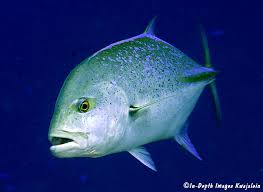 Image result for Caranx melampygus