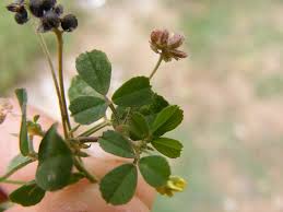 Attēlu rezultāti vaicājumam “Medicago lupulina bud”