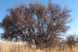 Attēlu rezultāti vaicājumam “Caenolyda reticulata”