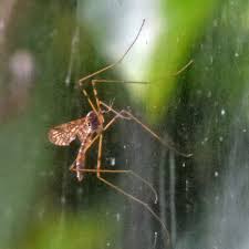 Attēlu rezultāti vaicājumam “Epiphragma ocellare”