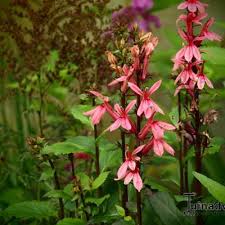 Image result for Lobelien