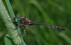 Attēlu rezultāti vaicājumam “Cordulidae”