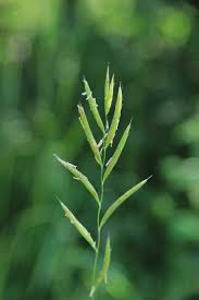 Attēlu rezultāti vaicājumam “Brachypodium pinnatum”