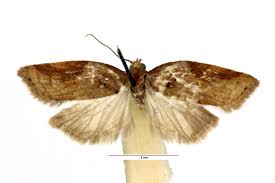 Attēlu rezultāti vaicājumam “Acleris laterana”