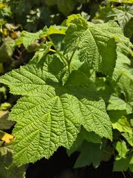 Attēlu rezultāti vaicājumam “Rubus parviflorus leaf”