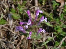 Attēlu rezultāti vaicājumam “Lamium amplexicaule”