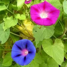 Image result for Ipomoea purpurea