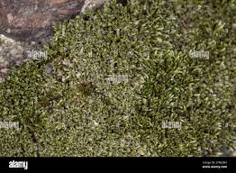 Attēlu rezultāti vaicājumam “Bryum moravicum”