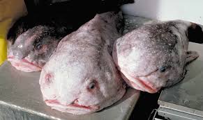 Image result for blobfish