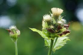 Attēlu rezultāti vaicājumam “Cirsium oleraceum leaf”