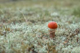 Attēlu rezultāti vaicājumam “Leccinum vulpinum”