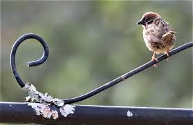 Image result for Passer montanus