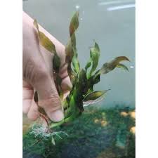 「扭蘭」的圖片搜尋結果