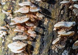 Attēlu rezultāti vaicājumam “Steccherinum bourdotii”