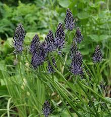 Attēlu rezultāti vaicājumam “Phyteuma spicatum fruit”