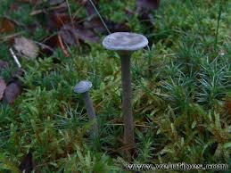 Attēlu rezultāti vaicājumam “Cantharellula umbonata”