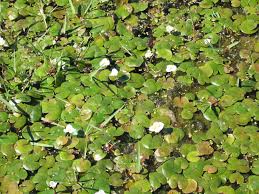 Attēlu rezultāti vaicājumam “Hydrocharis morsus-ranae”