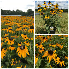 Image result for Rudbeckia fulgida