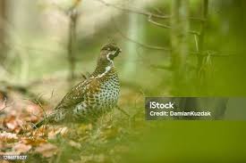Attēlu rezultāti vaicājumam “Tetrastes bonasia juvenile”