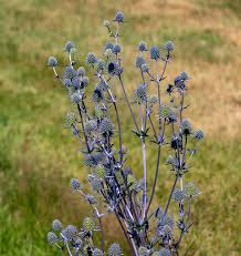 Attēlu rezultāti vaicājumam “Eryngium planum fruit”