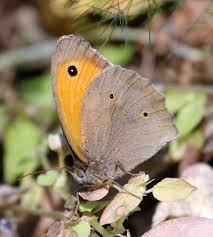 Attēlu rezultāti vaicājumam “Maniola jurtina”