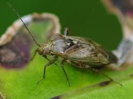 Attēlu rezultāti vaicājumam “Closterotomus biclavatus imago”