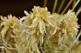 Attēlu rezultāti vaicājumam “Sphagnum wulfianum”