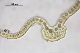 Attēlu rezultāti vaicājumam “Grimmia muehlenbeckii”