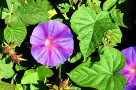 Image result for Ipomoea purpurea