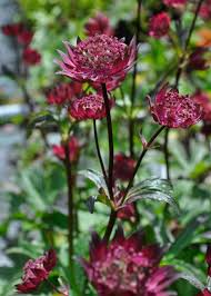 Attēlu rezultāti vaicājumam “Astrantia major flower”