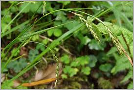 Attēlu rezultāti vaicājumam “Carex sylvatica leaf”