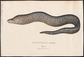 Image result for Gymnothorax moringa