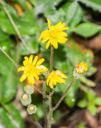 Attēlu rezultāti vaicājumam “Mycelis muralis”