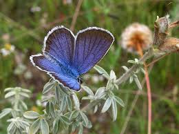 Attēlu rezultāti vaicājumam “Plebejus idas male”