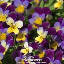 Attēlu rezultāti vaicājumam “Viola tricolor subsp. matutina”