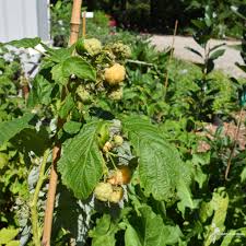 Attēlu rezultāti vaicājumam “Rubus idaeus”