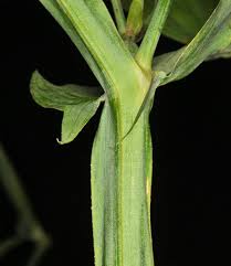 Attēlu rezultāti vaicājumam “Lathyrus latifolius bud”