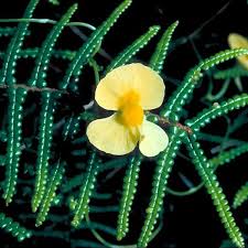 Image result for Utricularia