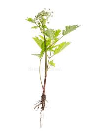 Attēlu rezultāti vaicājumam “Heracleum sosnowskyi leaf”