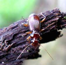 Attēlu rezultāti vaicājumam “Leistus ferrugineus”