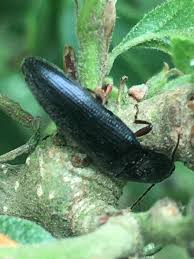 Attēlu rezultāti vaicājumam “Melanotus sp.”