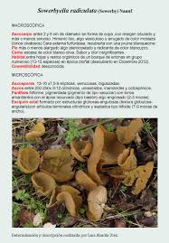 Attēlu rezultāti vaicājumam “Sowerbyella radiculata”